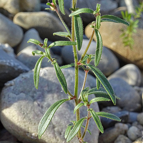 Kleines Leinkraut / Chaenorrhinum minus