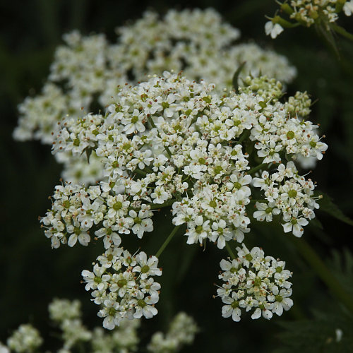 Gelbfrüchtiger Kälberkropf / Chaerophyllum aureum