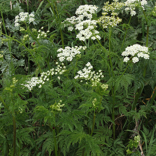 Gelbfrüchtiger Kälberkropf / Chaerophyllum aureum