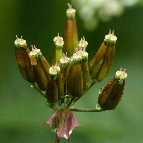 Gelbfrüchtiger Kälberkropf / Chaerophyllum aureum