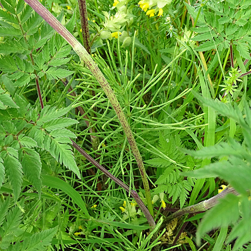 Gelbfrüchtiger Kälberkropf / Chaerophyllum aureum