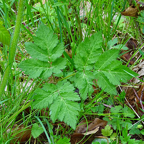 Gewöhnlicher Gebirgs-Kälberkropf / Chaerophyllum hirsutum