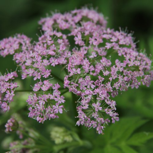 Gewöhnlicher Gebirgs-Kälberkropf / Chaerophyllum hirsutum