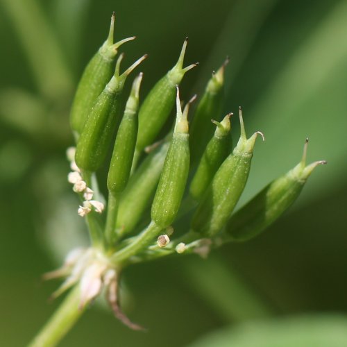 Gewöhnlicher Gebirgs-Kälberkropf / Chaerophyllum hirsutum
