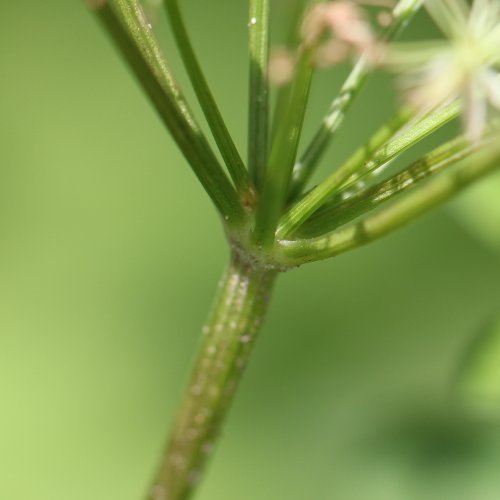 Gewöhnlicher Gebirgs-Kälberkropf / Chaerophyllum hirsutum