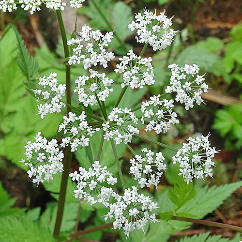 Gewöhnlicher Gebirgs-Kälberkropf / Chaerophyllum hirsutum