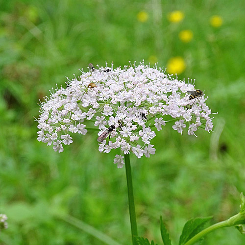 Gewöhnlicher Gebirgs-Kälberkropf / Chaerophyllum hirsutum