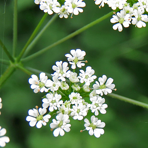Hecken-Kälberkropf / Chaerophyllum temulum
