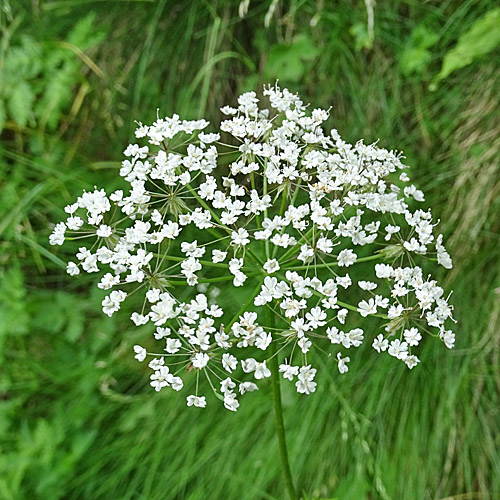 Villars Gebirgs-Kälberkropf / Chaerophyllum villarsii