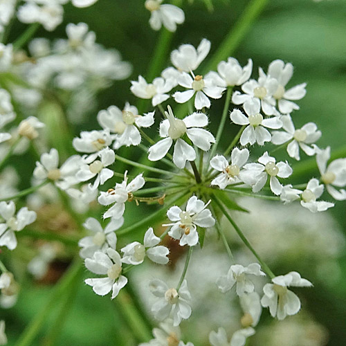 Villars Gebirgs-Kälberkropf / Chaerophyllum villarsii