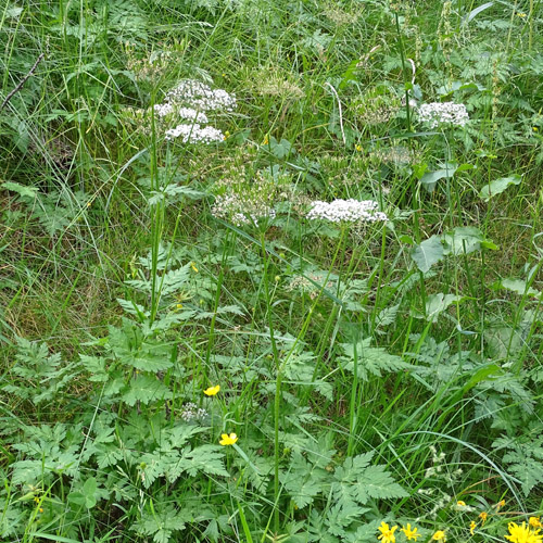 Villars Gebirgs-Kälberkropf / Chaerophyllum villarsii