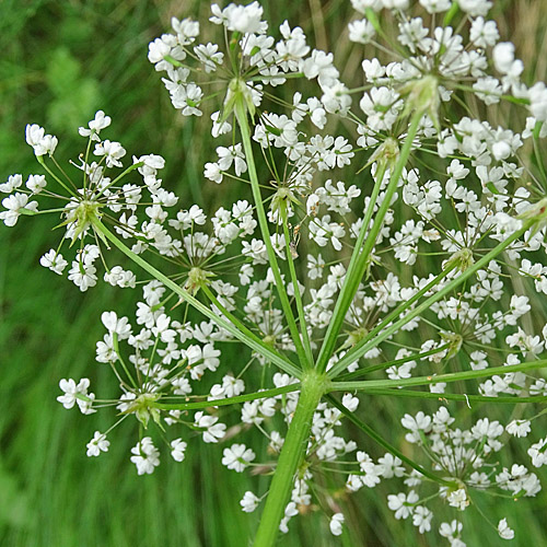 Villars Gebirgs-Kälberkropf / Chaerophyllum villarsii