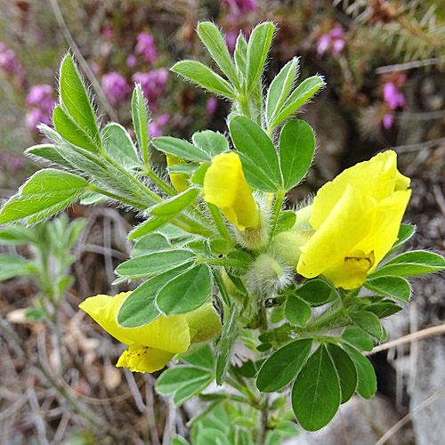 Behaarter Zwergginster / Chamaecytisus hirsutus