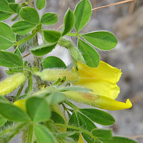 Behaarter Zwergginster / Chamaecytisus hirsutus