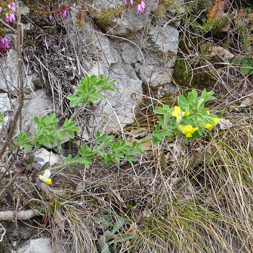 Behaarter Zwergginster / Chamaecytisus hirsutus