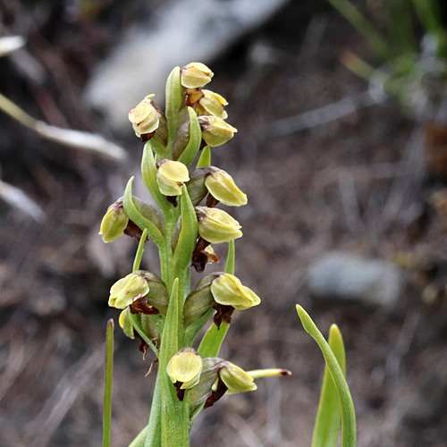 Zwergorchis / Chamorchis alpina