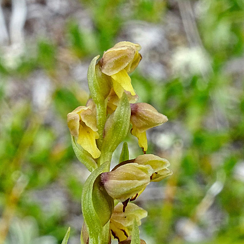 Zwergorchis / Chamorchis alpina