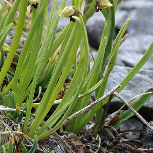 Zwergorchis / Chamorchis alpina