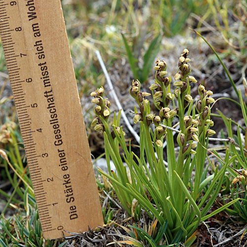 Zwergorchis / Chamorchis alpina