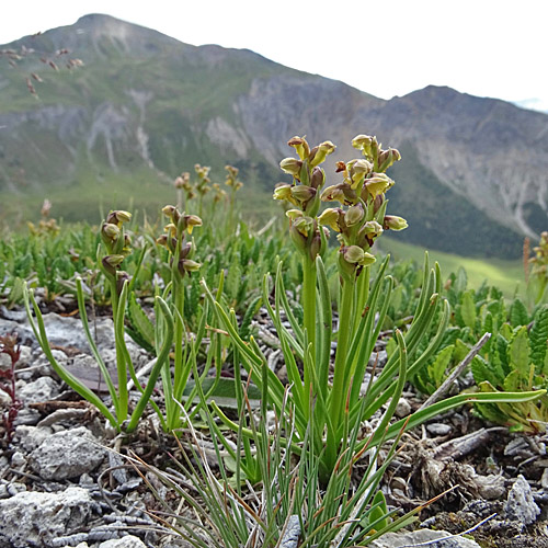 Zwergorchis / Chamorchis alpina