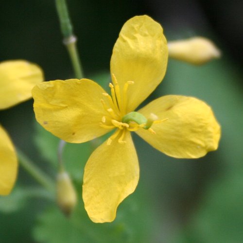 Grosses Schöllkraut / Chelidonium majus