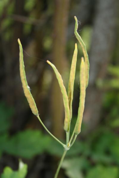 Grosses Schöllkraut / Chelidonium majus