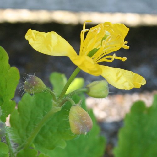 Grosses Schöllkraut / Chelidonium majus