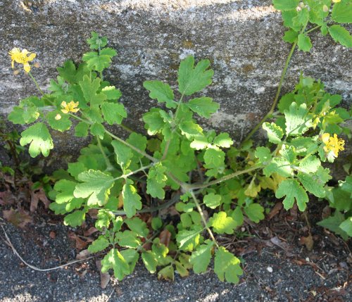 Grosses Schöllkraut / Chelidonium majus