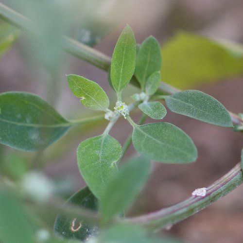 Weisser Gänsefuss / Chenopodium album