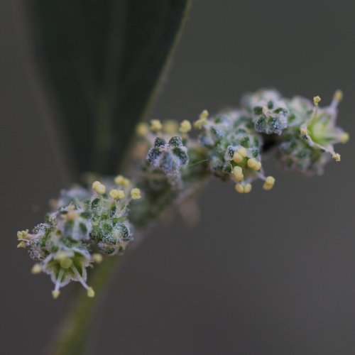 Weisser Gänsefuss / Chenopodium album