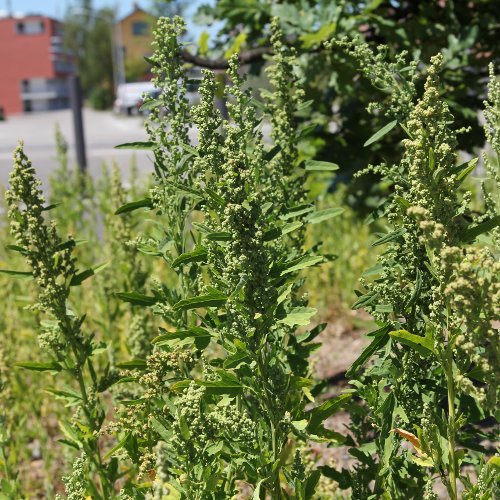 Weisser Gänsefuss / Chenopodium album