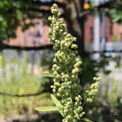 Weisser Gänsefuss / Chenopodium album