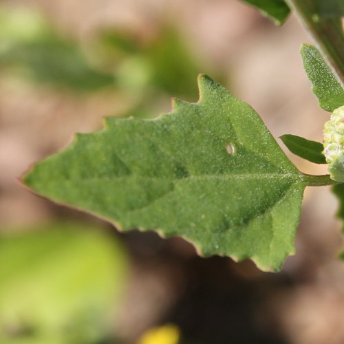 Weisser Gänsefuss / Chenopodium album