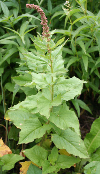 Guter Heinrich / Chenopodium bonus-henricus