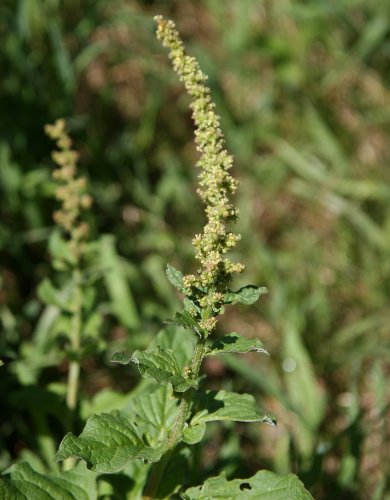 Guter Heinrich / Chenopodium bonus-henricus