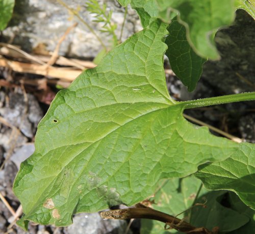 Guter Heinrich / Chenopodium bonus-henricus