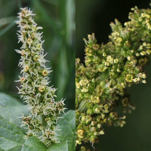 Guter Heinrich / Chenopodium bonus-henricus