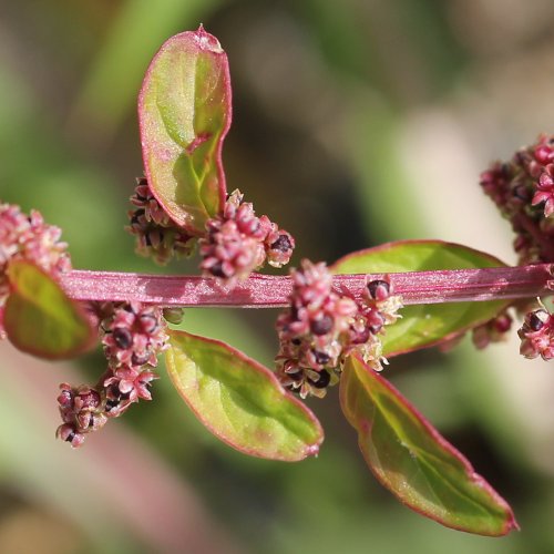 Vielsamiger Gänsefuss / Chenopodium polyspermum