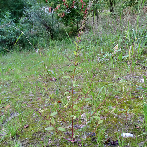 Vielsamiger Gänsefuss / Chenopodium polyspermum