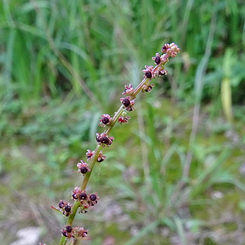 Vielsamiger Gänsefuss / Chenopodium polyspermum