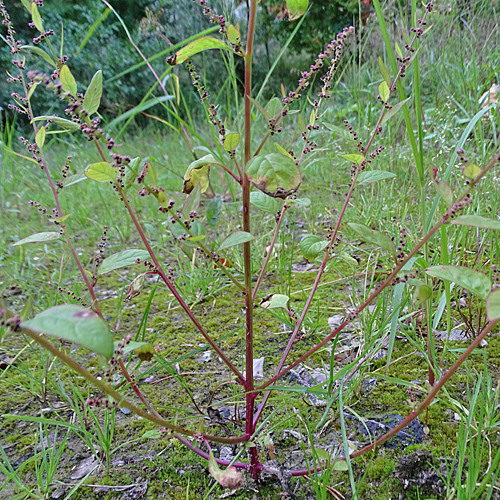 Vielsamiger Gänsefuss / Chenopodium polyspermum