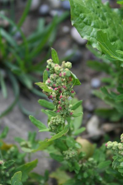 Roter Gänsefuss / Chenopodium rubrum