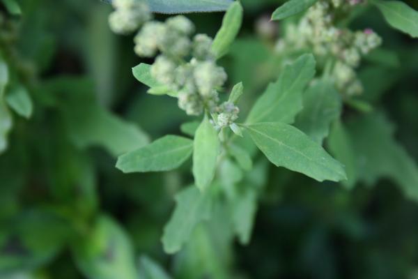 Roter Gänsefuss / Chenopodium rubrum