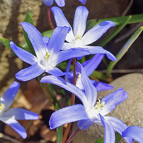 Schneestolz / Chionodoxa luciliae