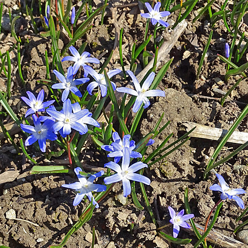 Schneestolz / Chionodoxa luciliae