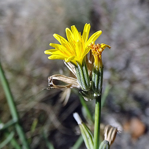 Ruten-Knorpelsalat / Chondrilla juncea