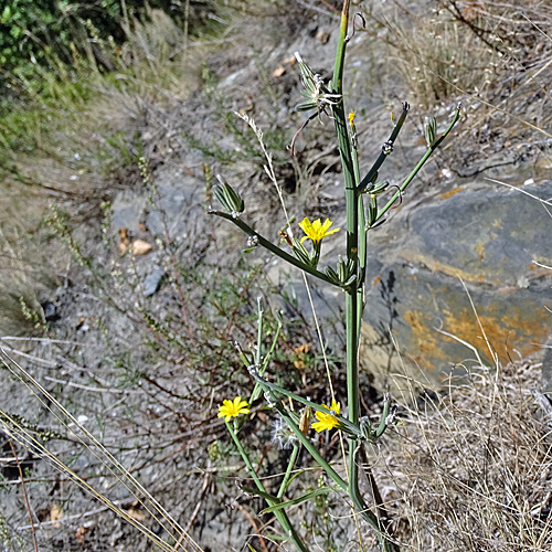 Ruten-Knorpelsalat / Chondrilla juncea