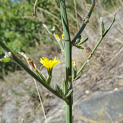 Ruten-Knorpelsalat / Chondrilla juncea