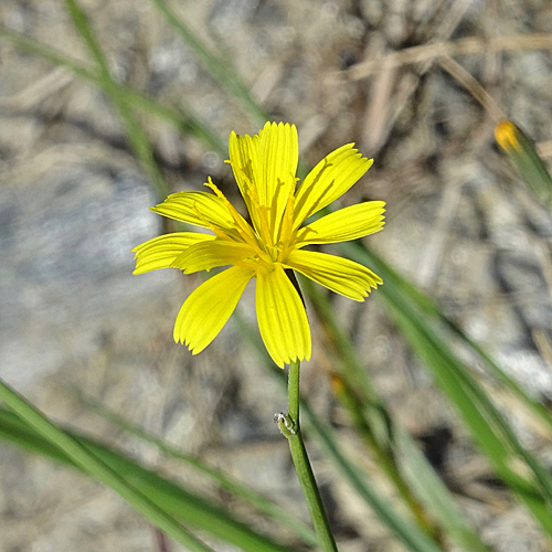 Ruten-Knorpelsalat / Chondrilla juncea