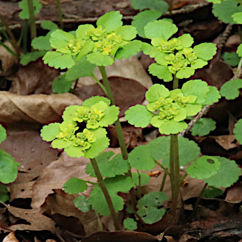 Wechselblättriges Milzkraut / Chrysosplenium alternifolium